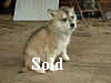 buff blue pup on porch use.jpg (91525 bytes)
