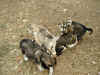 pups playing in yard use.jpg (199846 bytes)
